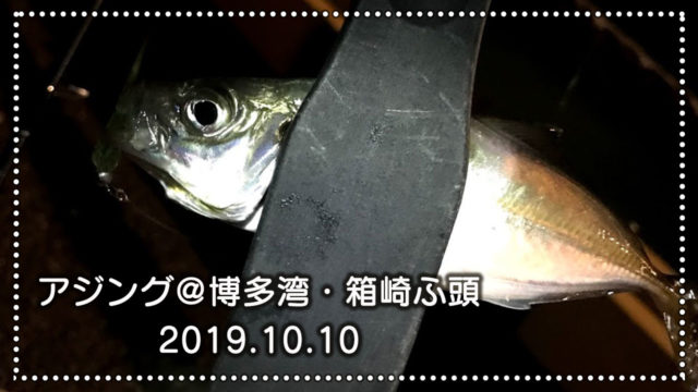 博多湾アジング 箱崎ふ頭 福岡市東区の釣り 釣果情報 19 10 10 Ajingfreak